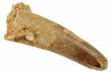 Spinosaurus Tooth - Real Dinosaur Tooth #192117-1
